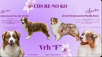 Australský ovčák s PP