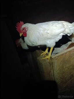 Kohouti leghorn