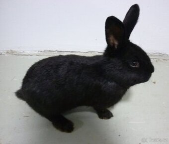 Králík Český strakáč - samec