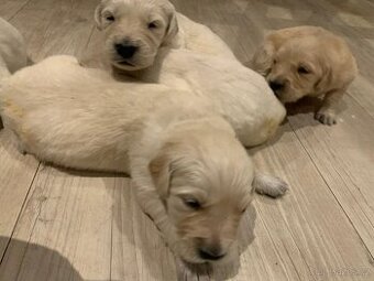 Zlatý retrívr štěňátka 🐶