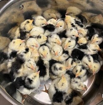 Nasadová vajíčka vlaška exchequer.