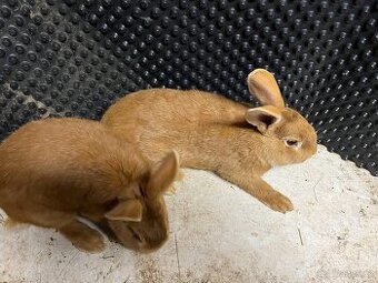 Burgundský králík