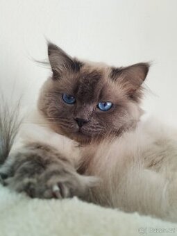 Nabízím kocoura Ragdoll ke krytí