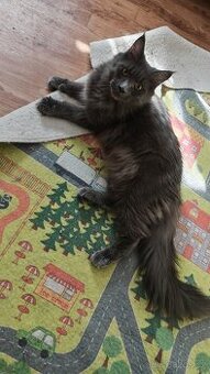 Mainská mývalí bez PP