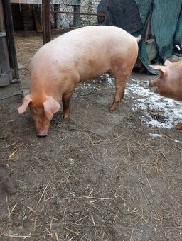 Doma vykrmené prasátko