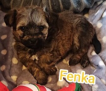 Bišonek (Havaňáček),maličká barevná fenečka, štěňátko