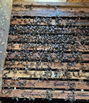 Vyzimované oddělky, včelstva