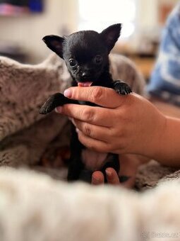 Štěňátko čivava