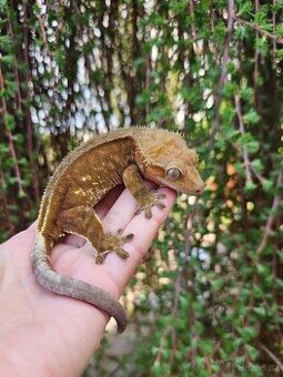 Samice - pagekon řasnatý / ciliatus