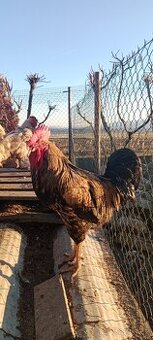 Kohout Leghorn - 1