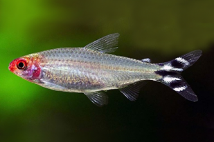 Tetra červenohlavá-Hemmigramus rhodostomus - 1