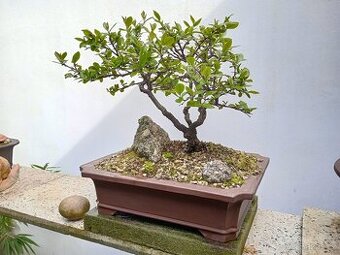 Skalník celokrajný bonsai