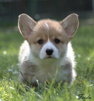 Welsch corgi pembroke s PP