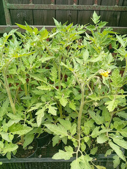 Sadba:Paprika žlutá,Divoká rajčata,Žlutá a červená rajčata
