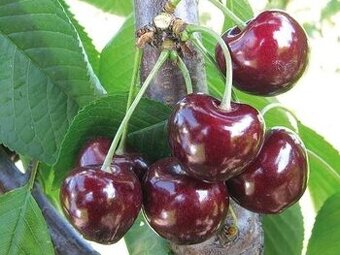 Sladké zralé třešně - košík 3kg