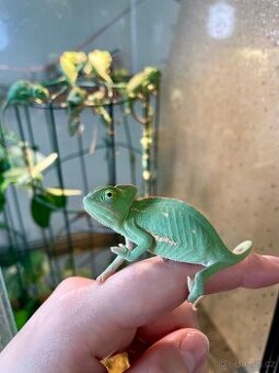 Nové terárium + osvětlení+ chameleon