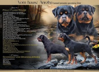 Predam steniatka rotvajlera,rottweilera,rotty,rtw.