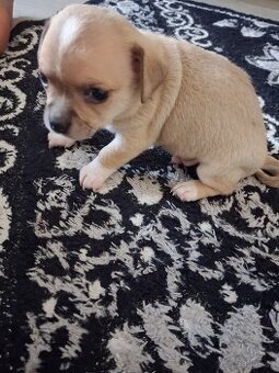 Čivava krátkosrstá mini  štěňatka - 1