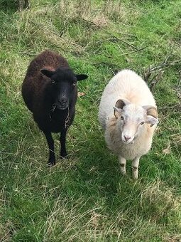 Ouessantská ovce a ouessantský beránek