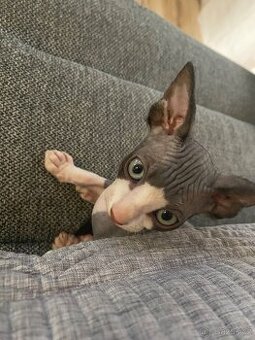 koťátka sphynx