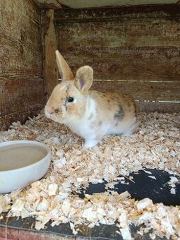 Daruji zakrslé králíky