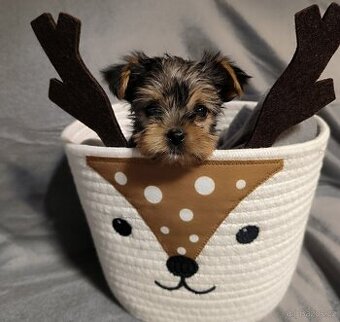 Jorkšírský teriér