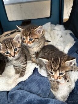 Bengálská/britská koťata - 1