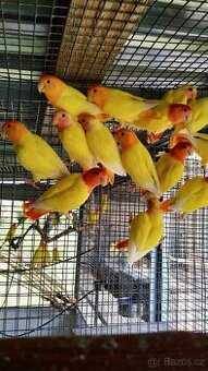 Agapornis ružovohrdly opalin