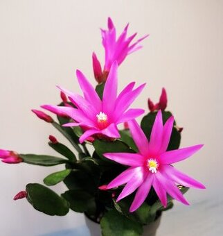 Schlumbergera - Velikonoční kaktus: Tmavě růž. noid (řízek)