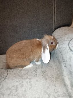 Zakrslý králík beránek hnědý s bílým - kluk