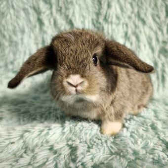 ⭐️ Vánoční ⭐️ Zakrslý beránek 🍀 S2 🍀