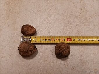 Vlašské ořechy 2025