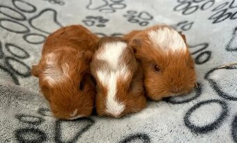 Morče, morčátko (Teplicko či přepravce)