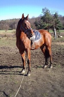 Malopolský valach, 3 - 1