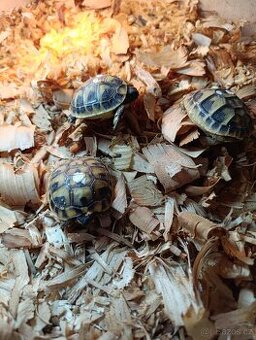 Prodám želvy zelenavé