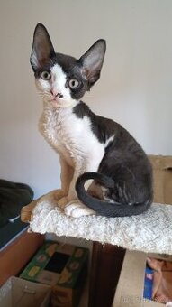 Devon Rex  - koťátko bez PP
