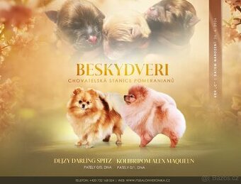 Pomeranian