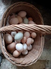 Dobrý den prodávám domácí vajíčka