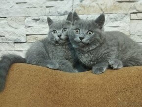 Koťata Britská modrá