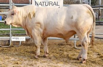 Plemenný býk charolais