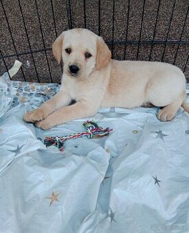 Labradorský retrívr/retriever