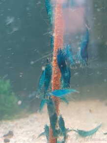 Krevetky Neocaridina Blue Dream 10+1
