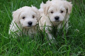 Maltipoo