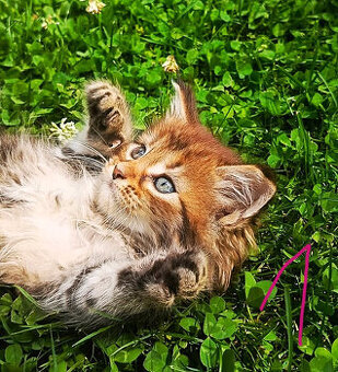 Mainská Myvalí, MCO, Maine Coon koťátka