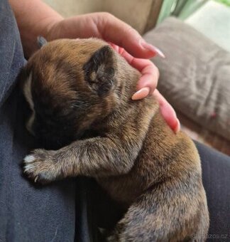 Nemecky boxer