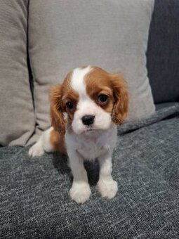 Cavalier cavalir kavalir kavalier