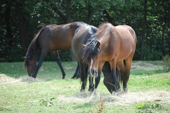 Pony valach