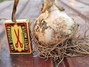 Český česnek 1 kg 190,- Kč