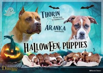 Americký stafordšírský teriér s PP