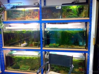 Akvarijní odochovna 50kč/akvárko